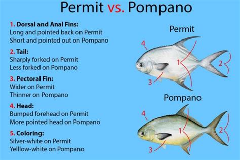 permit status pompano.